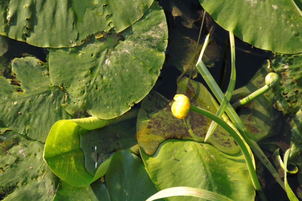 attachment.php?attachmentid=1226&d=1241099158